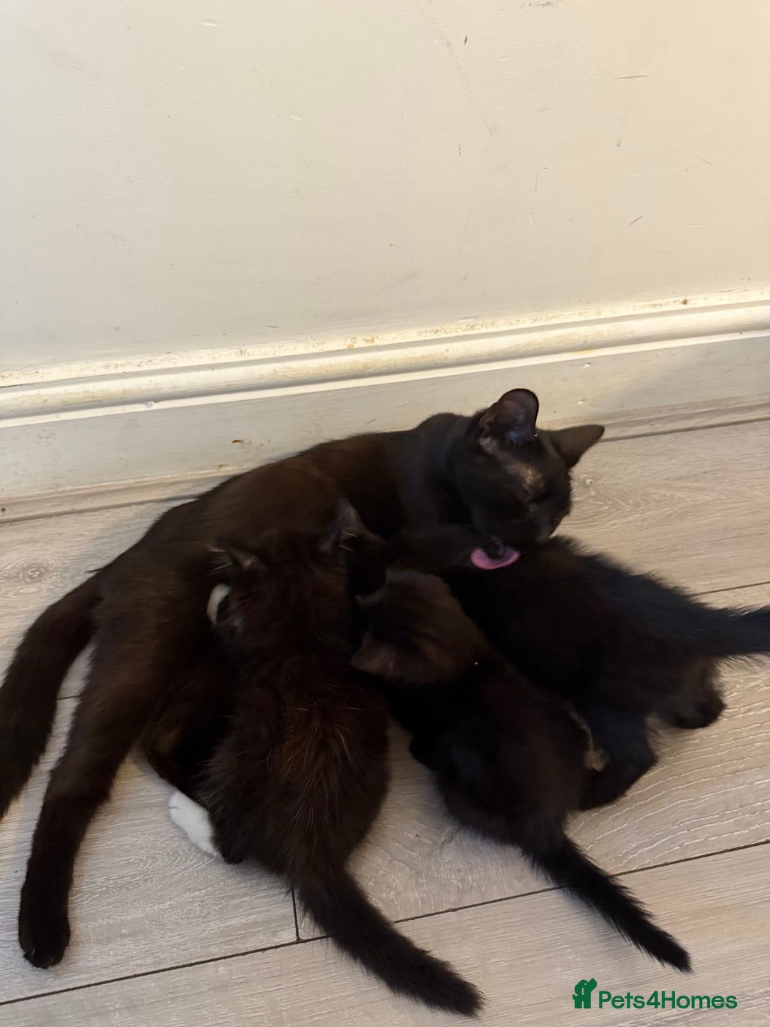 Mixed Breed cats for sale: lovely kittens read to go, just 3 left - Image 7