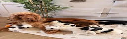 Cockapoo dogs for sale: Beautiful cockerpoo puppies  - Advert 13