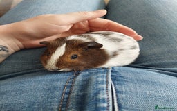 Guinea Pig rodents for sale: 2 female guinea pigs  *pending collection*  - Image 3
