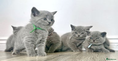 British Shorthair cats - Advert 12