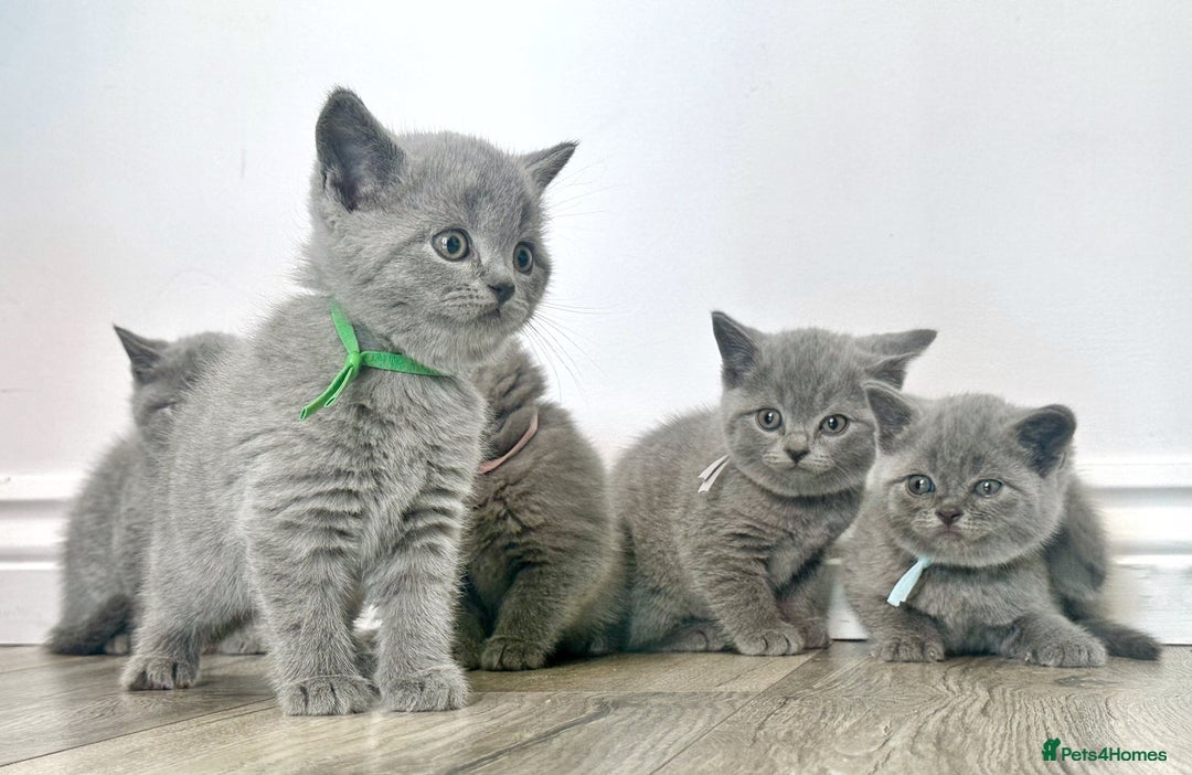 British Shorthair cats for sale: Amazing BSH kittens - Image 3