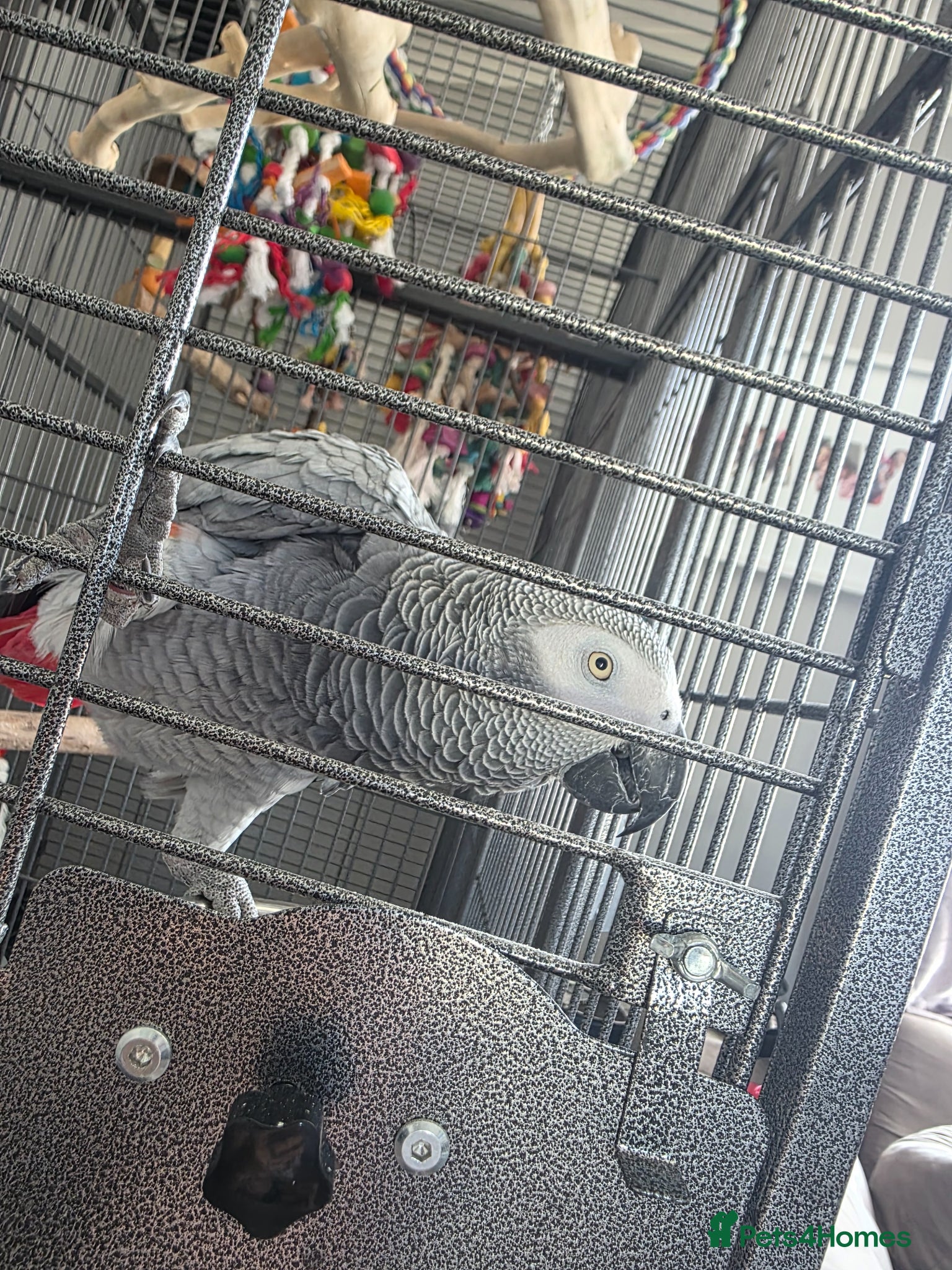 Parrots birds Sadly having to sell my female grey  - Advert 4