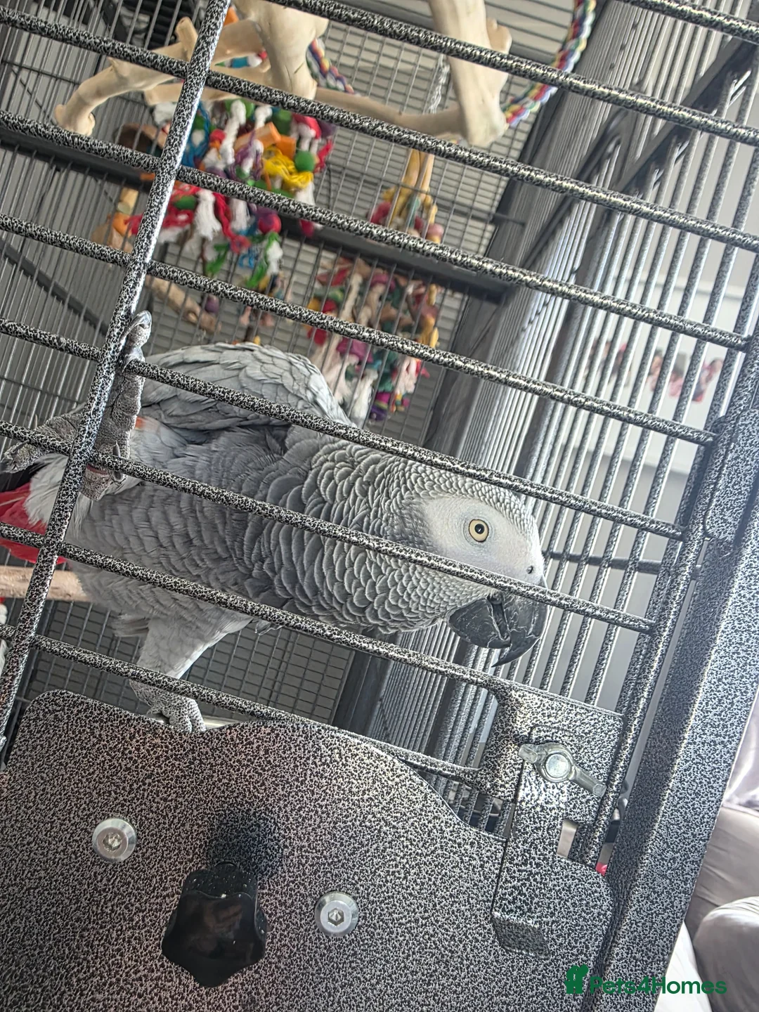 Parrots birds for sale: Sadly having to sell my female grey  in Dawlish - Advert 1