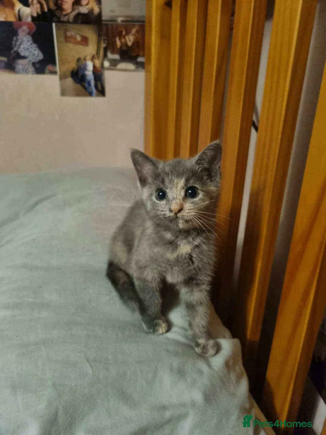 Mixed Breed cats for sale: Beautiful female kittens - Advert 2