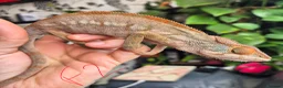 Chameleon reptiles for sale: Panther chameleons for sale.  - Advert 4