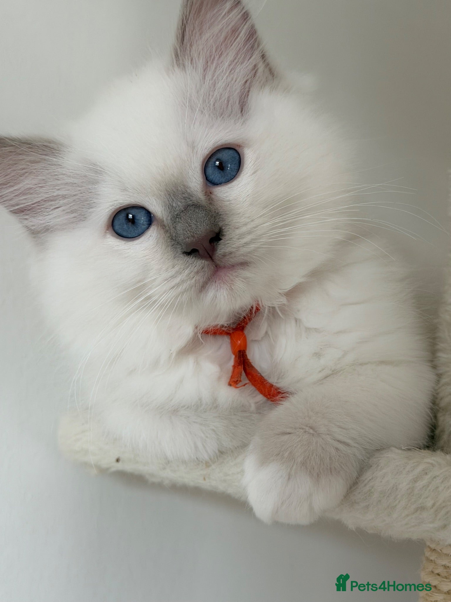 Ragdoll cats Ragdoll kittens 2 boys left ready now !!  - Advert 1