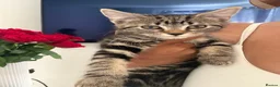 Mixed Breed cats for sale: 3 gorgeous kittens for loving forever homes   - Advert 8