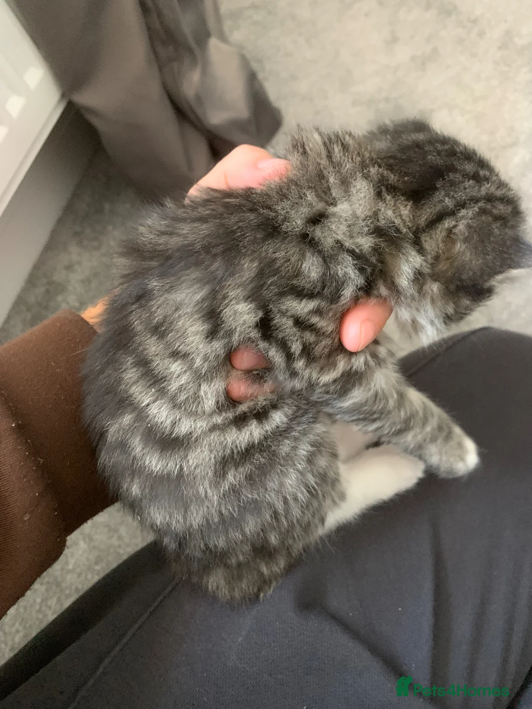 Mixed Breed cats for sale: Maine coon x in Bridgwater - Advert 2