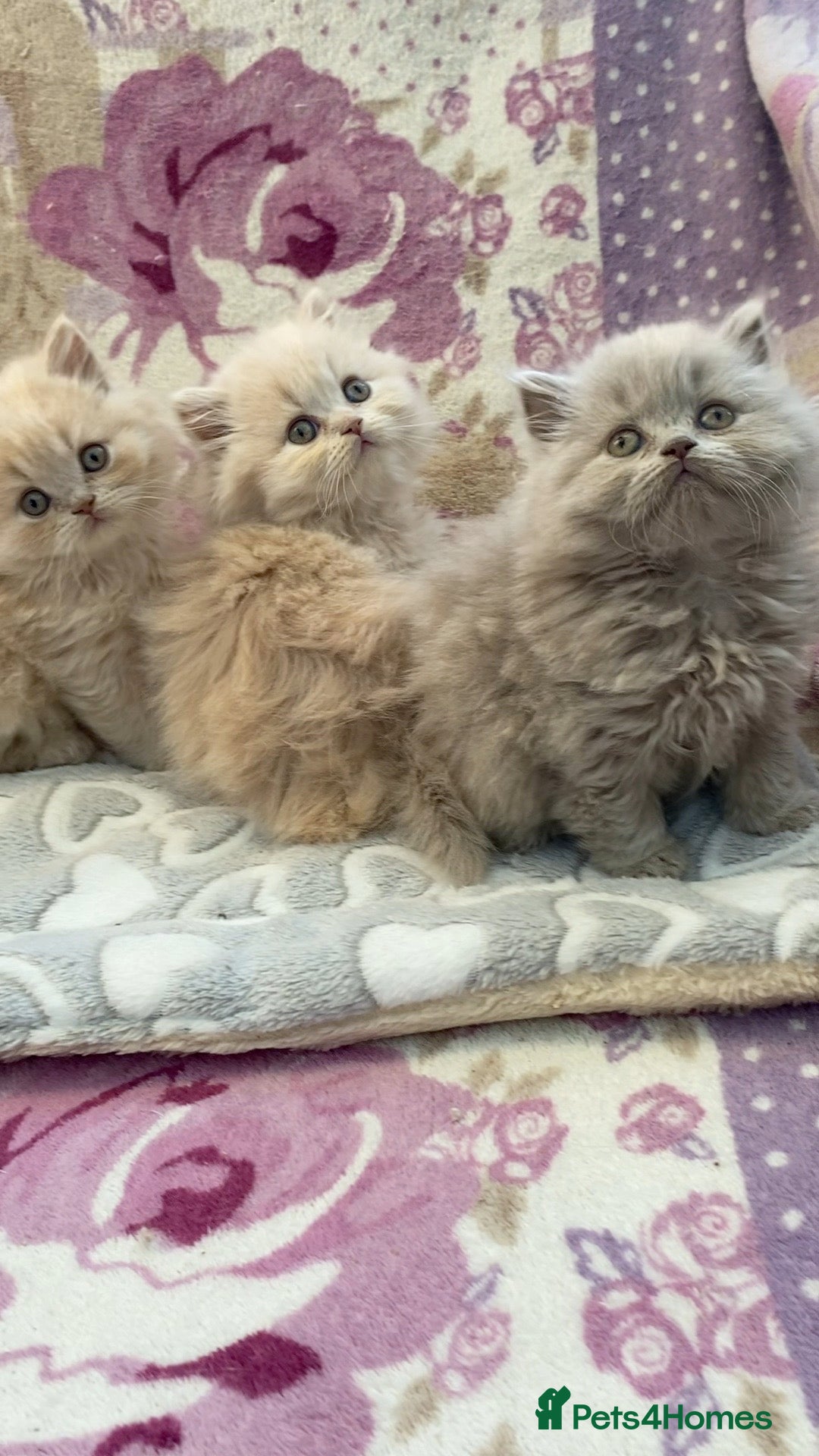 British Longhair cats for sale: GCCF Reg. British Longhairs ready 2/1/26 - Advert 2