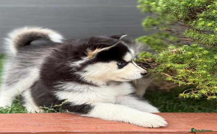 Siberian Husky dogs - Advert 8