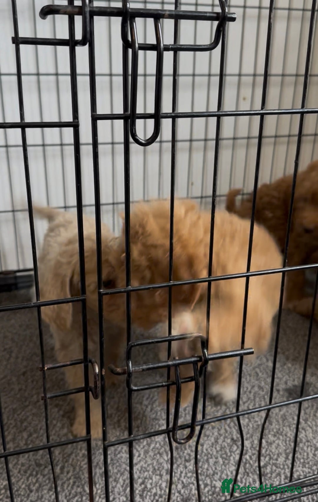 Goldendoodle dogs for sale: STUNNING GOLDEN DOODLES READY NOW - Image 5