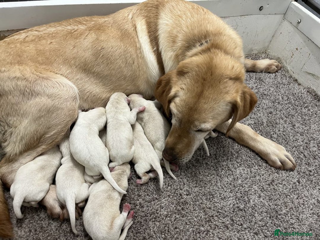 Labrador Retriever dogs for sale: Stunning labrador puppies - Advert 3