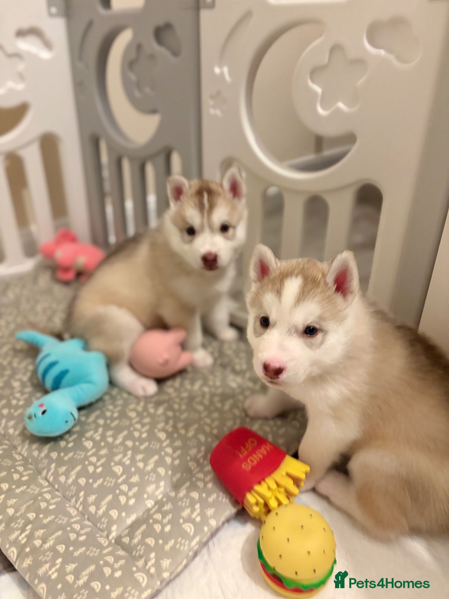 Siberian Husky dogs Siberian husky puppies - Advert 1
