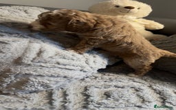 Cockapoo dogs for sale: Gorgeous f2 cockapoo pups  - Image 24