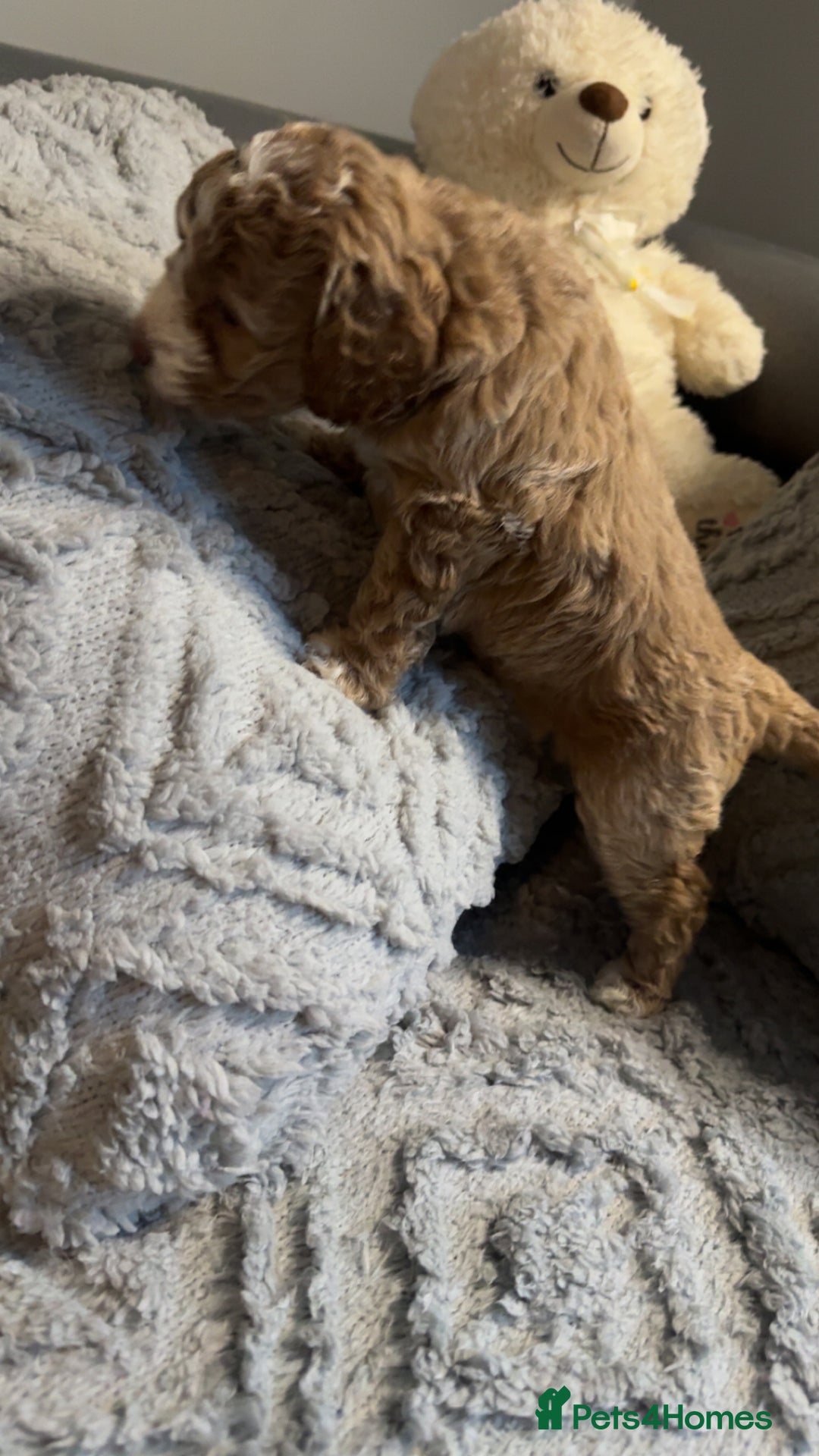 Cockapoo dogs for sale: Gorgeous f2 cockapoo pups  - Image 24