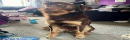 Australian Kelpie dogs for stud: Up for stud!  in Southport - Advert 7