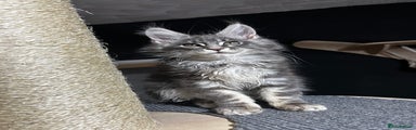 Maine Coon Kitten 1