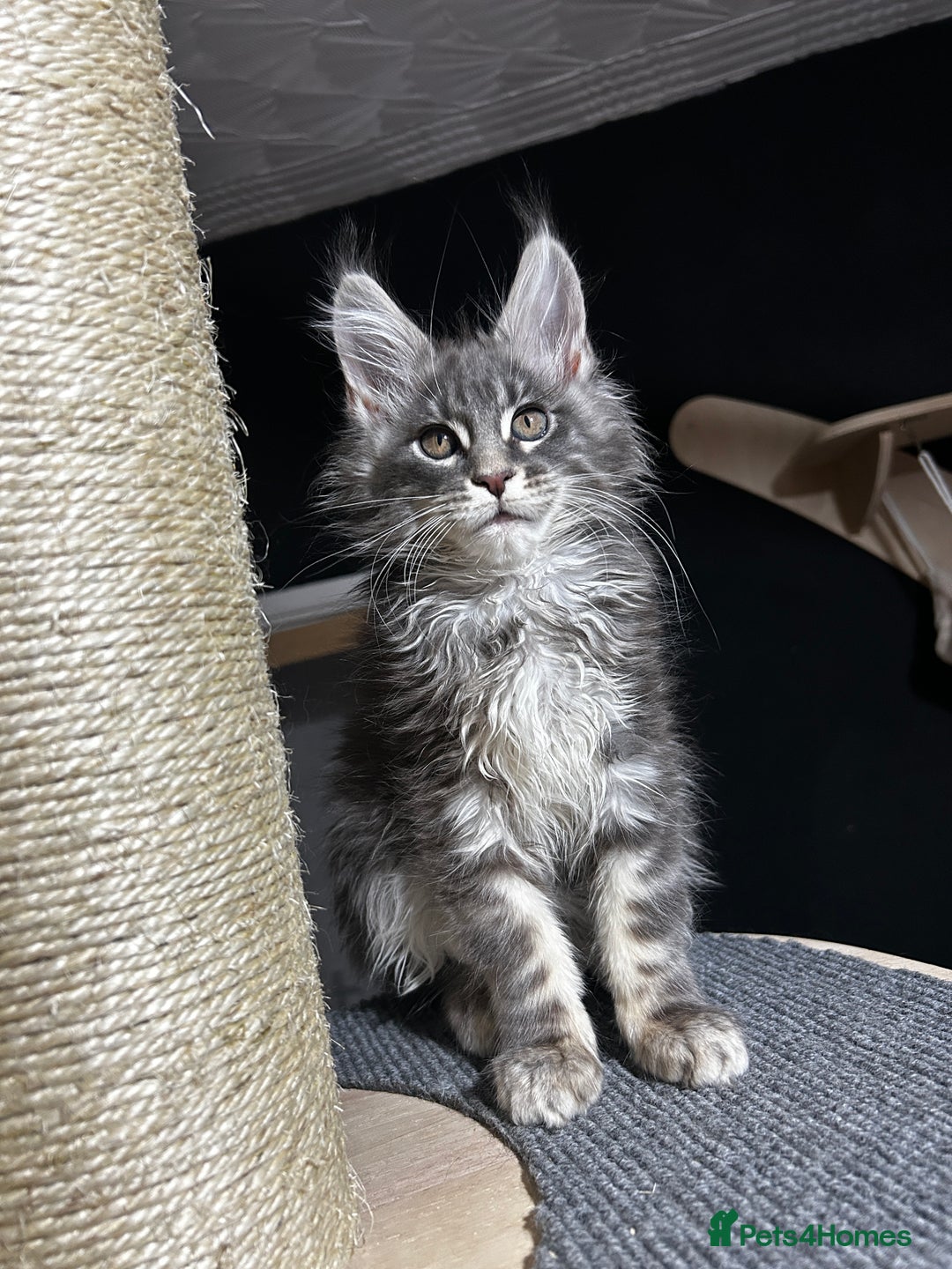 Maine Coon cats for sale: Maine Coon kitten  - Advert 7