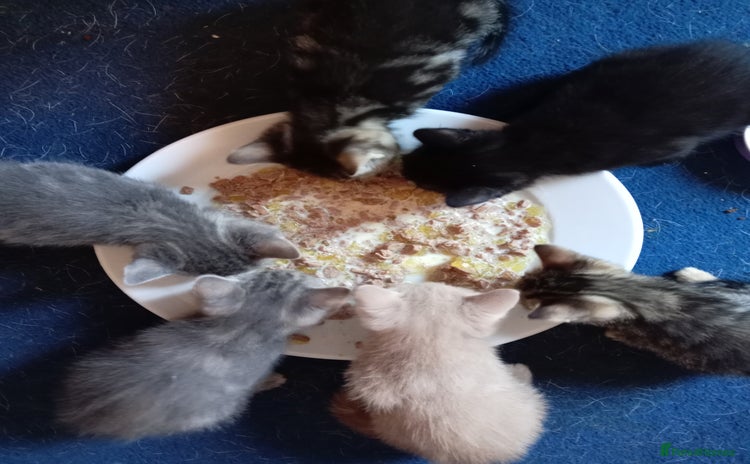 Mixed Breed cats - Advert 4