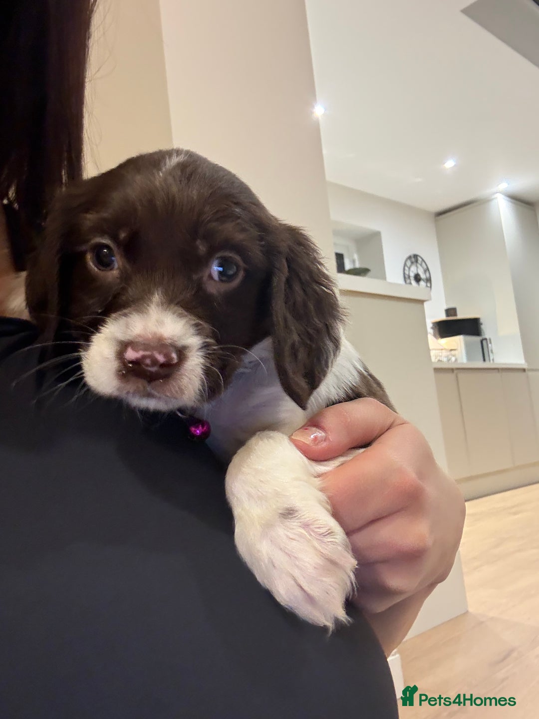 Cocker Spaniel dogs for sale: Cocker spaniel puppies ready for forever home - Advert 17