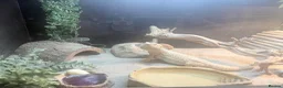 Bearded Dragon reptiles for sale: 1.5 year old friendly Bearded Dragon - Advert 2