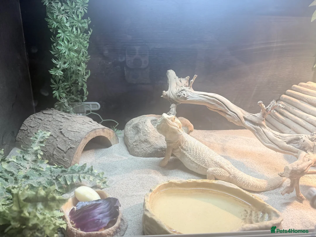 Bearded Dragon reptiles for sale: 1.5 year old friendly Bearded Dragon - Advert 2