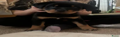Black one 