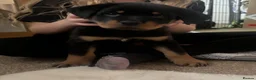 Rottweiler dogs for sale: Full Rottweiler pups  in Derby - Advert 18