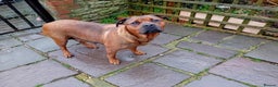 English Bulldog dogs for sale: Beautiful bulldog x rotty mastiff - Advert 36
