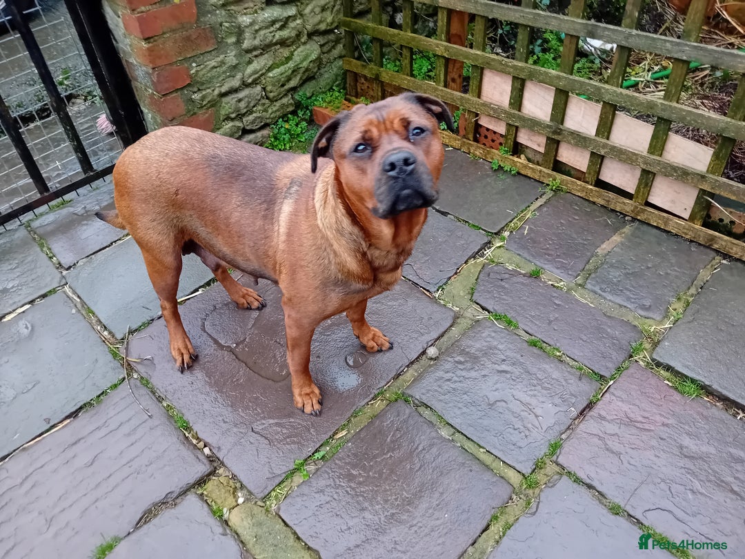 English Bulldog dogs for sale: Beautiful bulldog x rotty mastiff - Advert 36