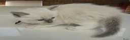 Ragdoll cats for sale: Champion Line Purebred Blue Point Mitted Ragdolls - Advert 8