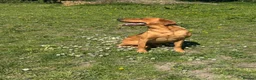 Labrador Retriever dogs for stud: KC Labrador for Stud 16 Champions in Lineage - Advert 3