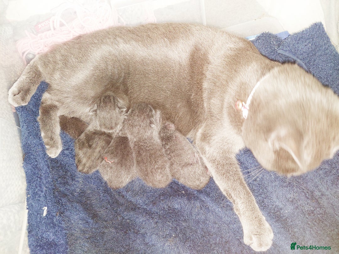British Shorthair cats for sale: Beautiful grey kittens - ready from 14/9/25 - Image 7