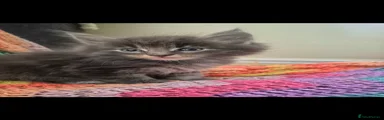 Maine Coon 4