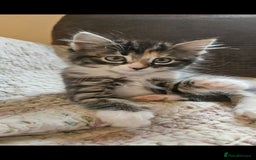 Mixed Breed cats for sale: Beautiful long haired kittens  - Image 4