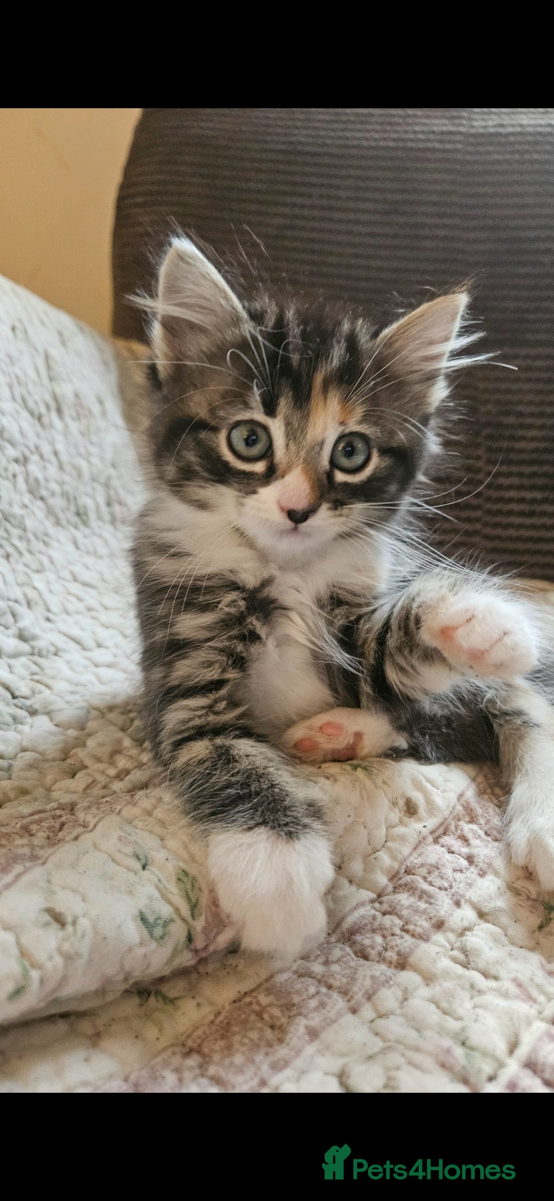 Mixed Breed cats for sale: Beautiful long haired kittens  - Image 4