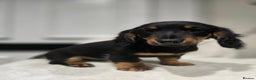 Miniature Dachshund dogs for sale: ❤️miniature dachshund puppy❤️ - Advert 5