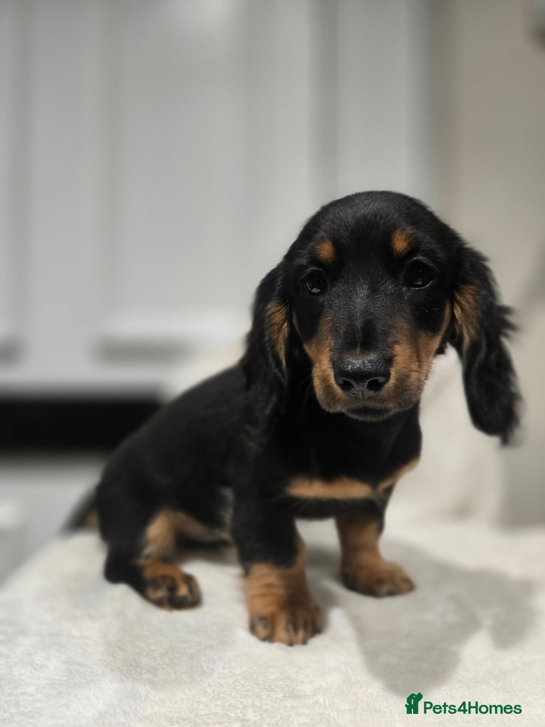Miniature Dachshund dogs for sale: ❤️miniature dachshund puppy❤️ - Advert 5