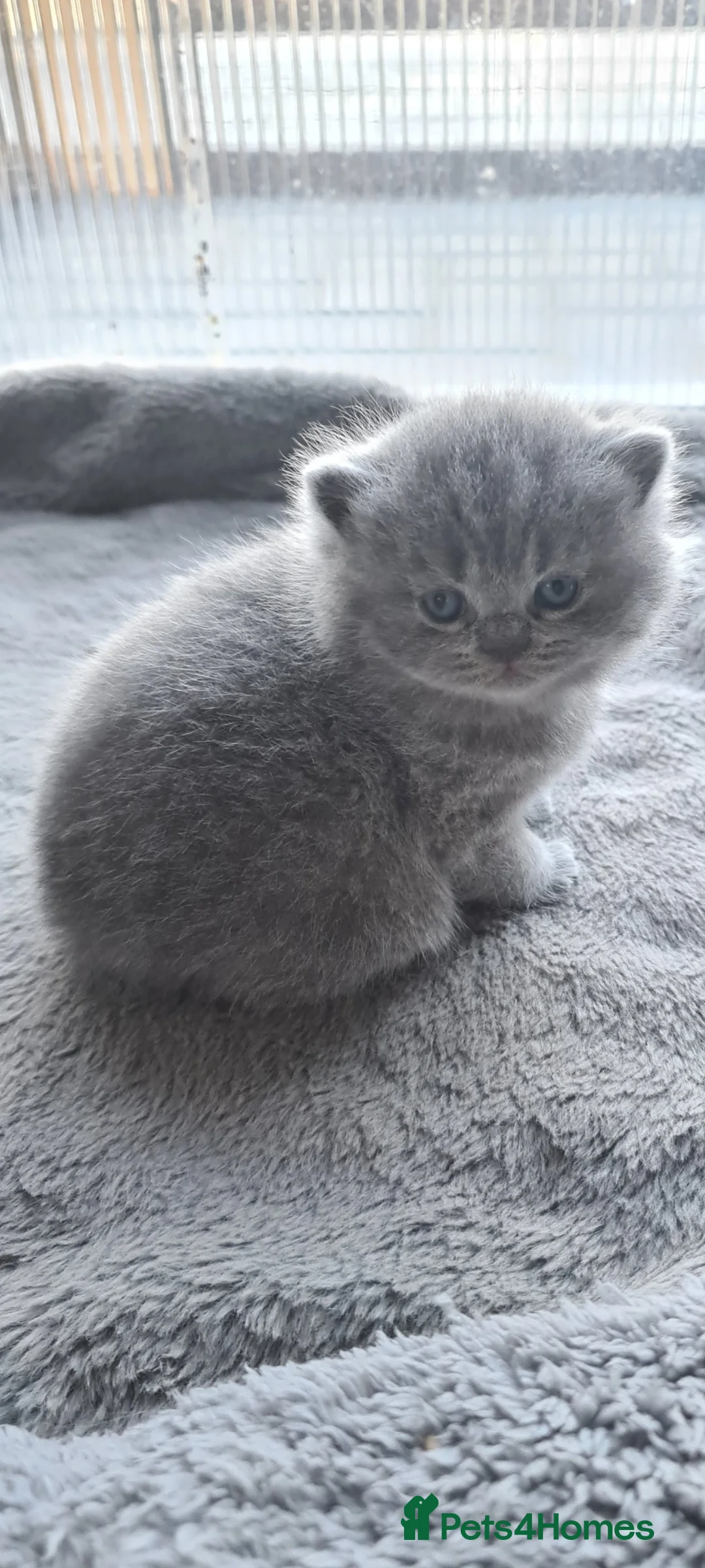British Shorthair cats for sale: British shorthair kittens  - Advert 1