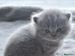 British Shorthair cats British shorthair kittens - Advert 1