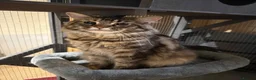 Maine Coon cats for sale: TICA registered Maine Coons - Advert 10