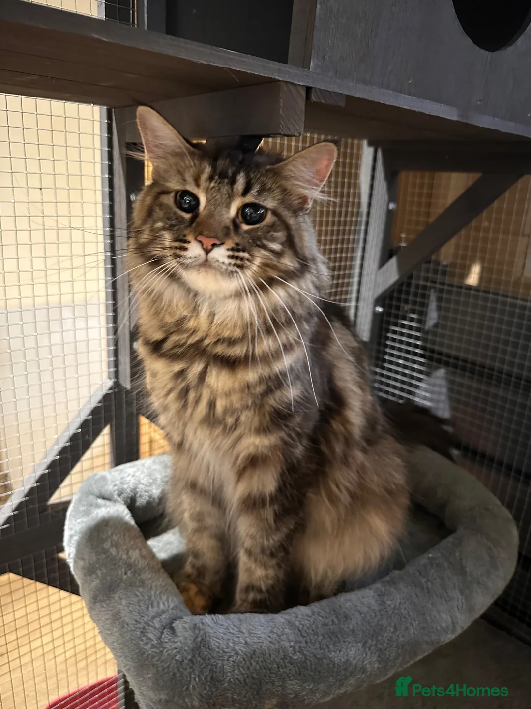 Maine Coon cats for sale: TICA registered Maine Coons - Advert 10