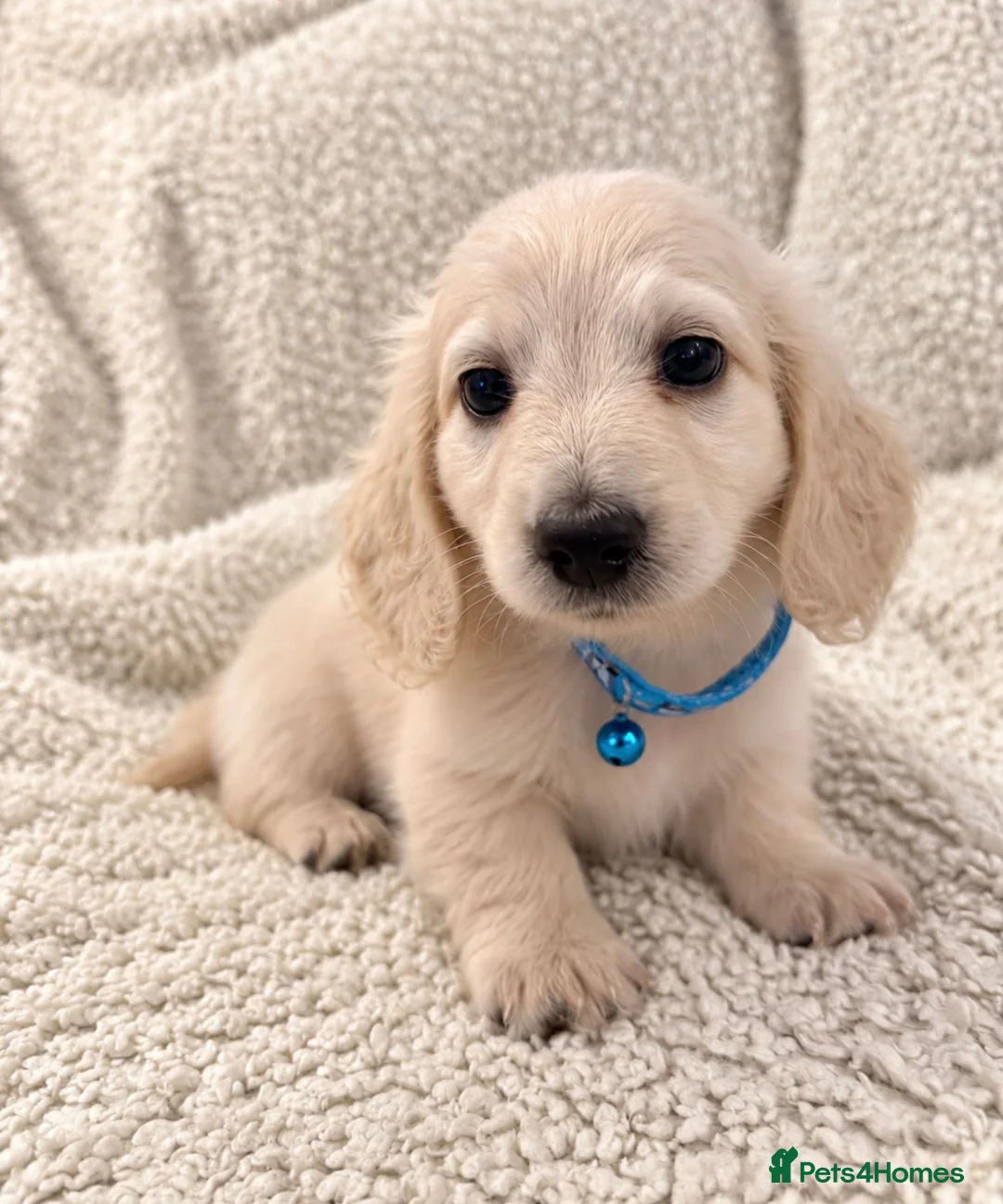 Miniature Dachshund dogs for sale: KC Registered Cream Miniature Dachshund Puppies🐶 - Advert 1