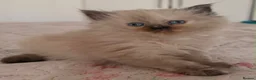 Mixed Breed cats for sale: 6 ragdoll x Persian kittens - Advert 8