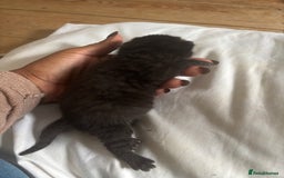 Domestic Shorthair cats for sale: Domestic and BSH Kittens  - Image 8