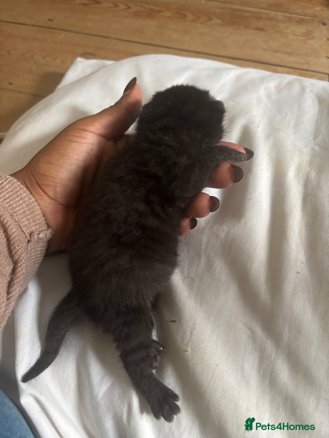 Domestic Shorthair cats for sale: Domestic and BSH Kittens  - Image 8