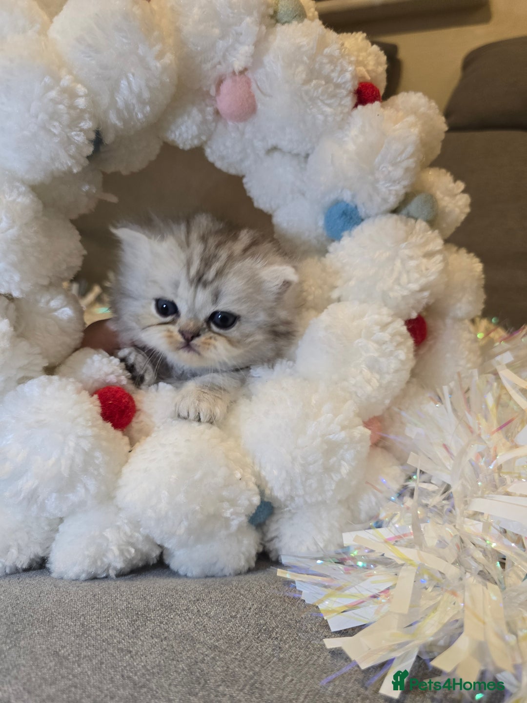 Persian cats for sale: Persian fluffy angels - Advert 16