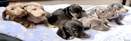 Dachshund dogs for sale: QUAILTY MINI KC Reg PRA CLEAR  - Advert 4