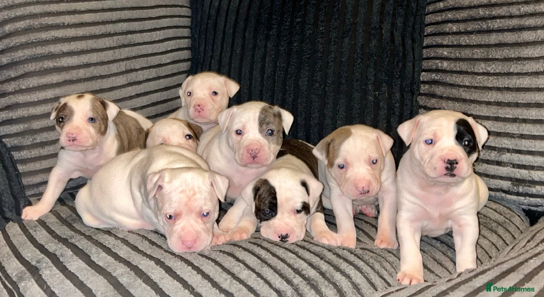 American Bulldog dogs for sale: American bull baby’s in Knottingley - Advert 1