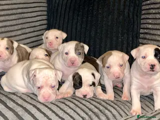 American Bulldog dogs American bull baby’s - Advert 15